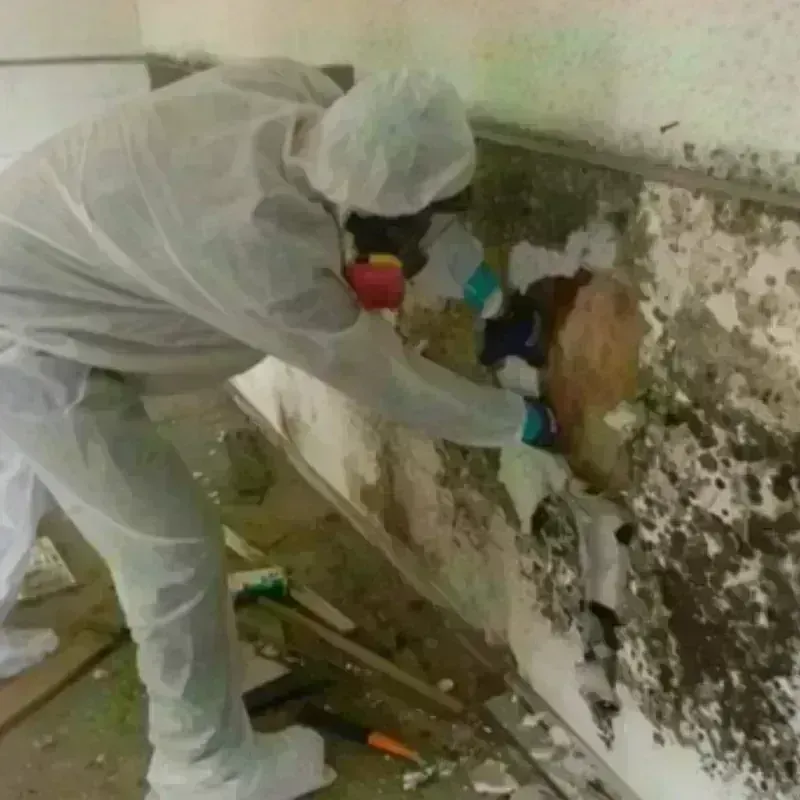 Mold Remediation and Removal in Shelby, MI